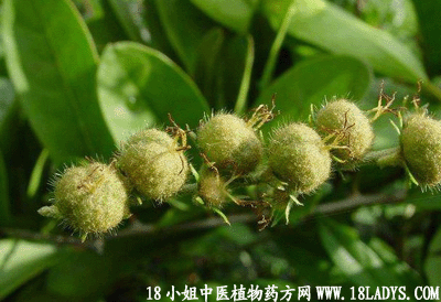 细叶双眼龙(中药材植物名:毛果巴豆)(植物科目:大戟科)