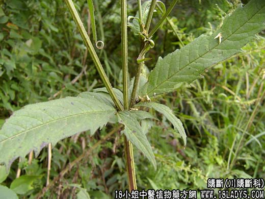 中药大全：续断