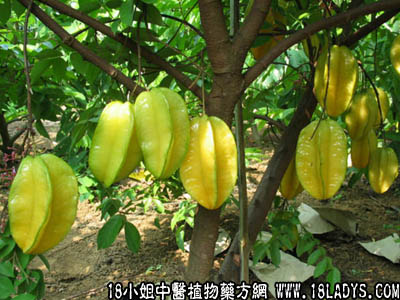三菍(中药材植物名:阳桃