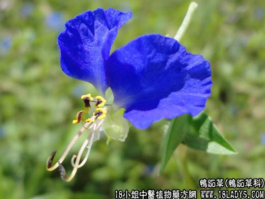 鸭跖草(兰花草)【鸭跖草科】