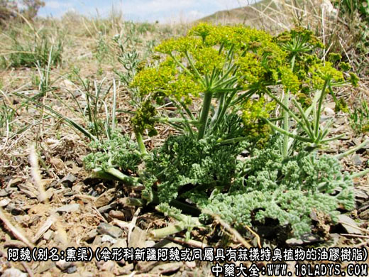 艾纳香图片 艾纳香的功效与作用 中药大全 艾纳香图片 艾纳香的功效与作用 中药大全