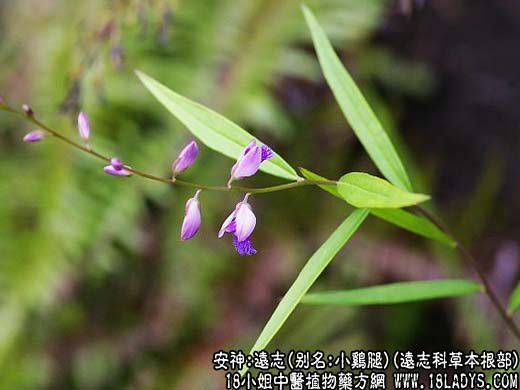 远志(远志科草本根部)_远志的功效与作用