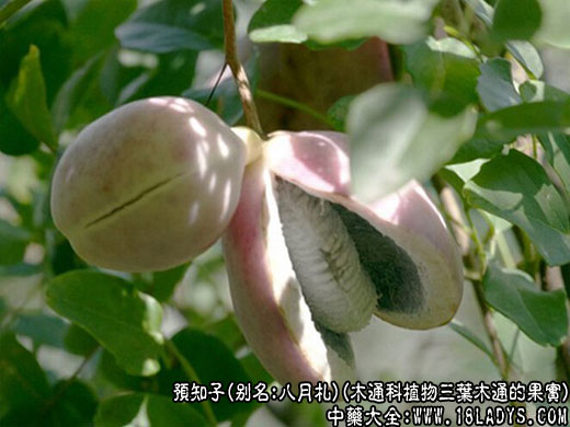 艾纳香图片 艾纳香的功效与作用 中药大全 艾纳香图片 艾纳香的功效与作用 中药大全