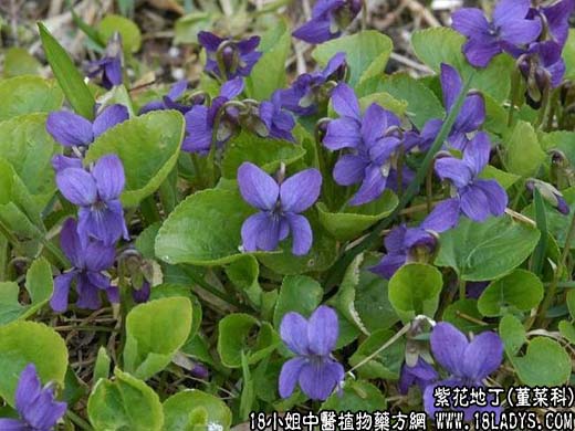 紫花地丁(兔耳草)【堇菜科】