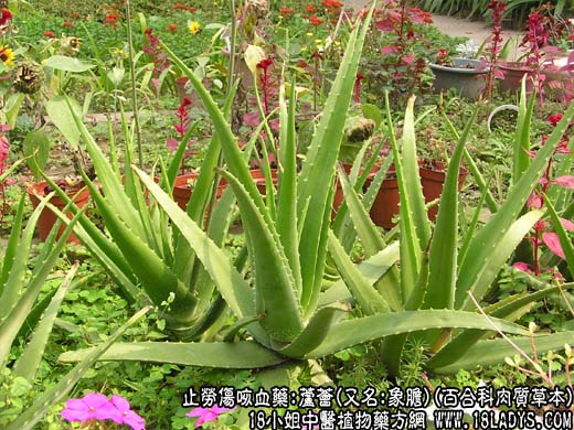 芦荟的种类 食用图片