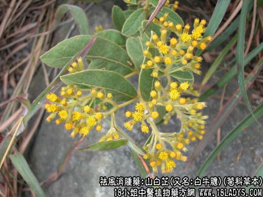 山白芷_山白芷的功效与作