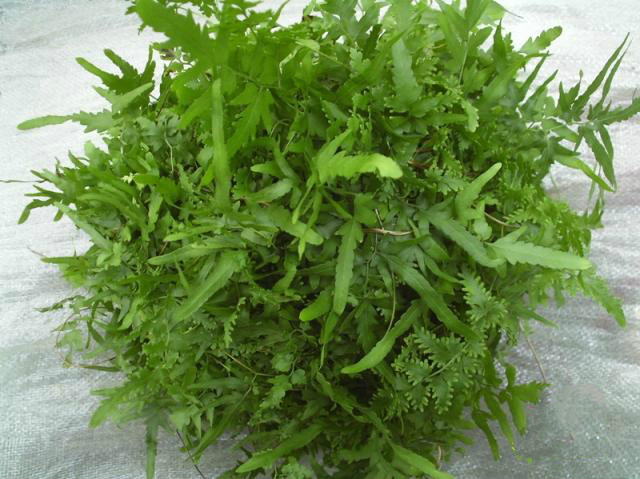 <b>海金沙草</b>