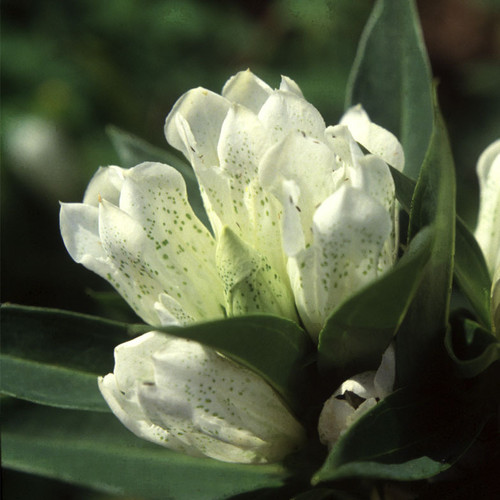 白花龙胆