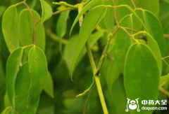 黑风散
