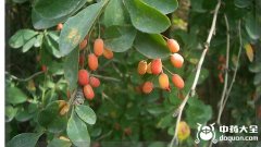 黑果小檗