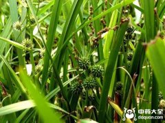 黑三棱