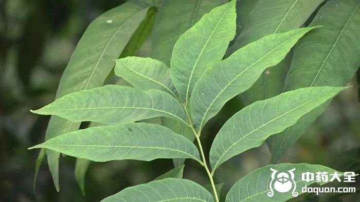 桉叶图片,图片,图片传说_大山谷图库