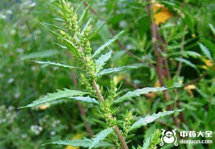 红泽兰 - 中药大全