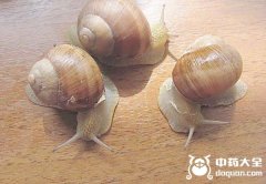 煅蜗牛炮制方法【煅蜗牛