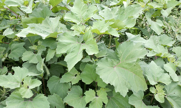 苍耳叶子的功效与作用,苍耳子叶子外敷的作用