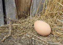 吃鸡蛋会胖吗，吃鸡蛋能减肥吗