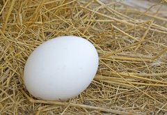 鹅蛋治什么妇科病，乳腺结节鹅蛋偏方
