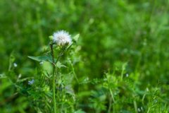 蒲公英泡水喝能降血糖吗，蒲公英泡水喝能降血