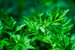 房间熏艾草能杀菌吗，房间熏艾草能杀死新冠病毒吗