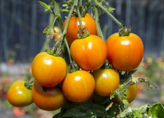 西红柿含激素吗，小孩经常吃西红柿容易早熟吗