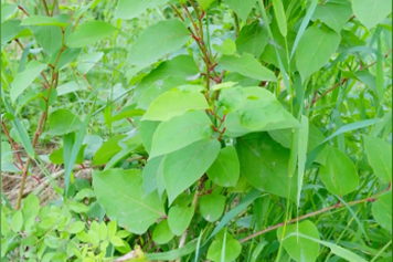 顺筋龙植物图片图片