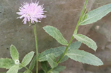 扎手菜的功效与作用